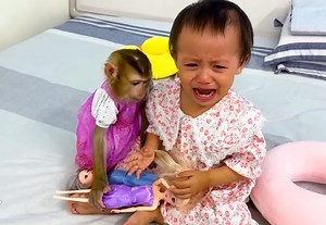 Extremely pitiful smart monkey Kaka ran to ask mom take care baby Diem when crying | Genius Kaka