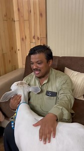 699K views · 10K reactions | दुनिया की सबसे छोटी गाय # लाखो की कीमत # घर में घूमती है # किचन से लेकर मंदिर तक | Gali mohalla | Facebook