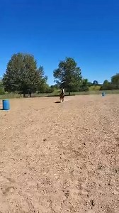 Hamilton County Livestock Auction and Horse Sale on Reels