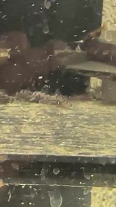 The video from our customer. L236 sw enjoying their diy paste from Plecoceramics . | Plecoceramics USA