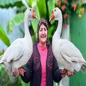 3.2K views · 71 reactions | Cooking Two Huge Goose with an Interesting Technique: Secret Recipe With Vegetables! | Beatrice Bergen | Facebook