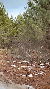 flock together for the same purpose #beagle #beaglehunting #doghunting #doghunter #hunting #berburu #hunter #irfannfaturohman | Irfan Faturohman