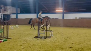 2016 Gelding - 1.20m JR/AO Jumper By Action Breaker x Conteur 17h Showing 1.20m with his amateur lady rider. Located in Germany Current X-rays on file. Contact Beata Zbierowska of Equestrian International for more information. Call/Text/WhatsApp: (561) 632-4782 Email: beata@equestrianinternational.horse 🌟🌟 Equestrian International specializes in hunters, equitation horses and jumpers in Europe. Please get in touch with us for our current selection. 🌟🌟 | Equestrian International