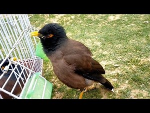 Myna Bird Lovely Sound | Myna Singing | Indian Myna Sound | Myna Sound