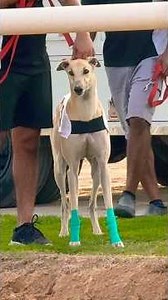 Amazing Greyhound Dogs