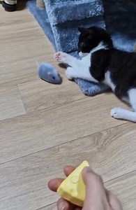 11K views · 33 reactions | Remote Control Mouse燎燎燎 | Big4 | Facebook