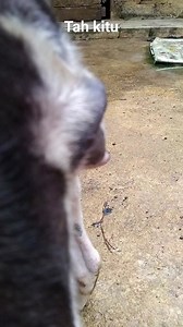 167K views · 939 reactions | #knwe be mang | Ayi Safaat | Facebook