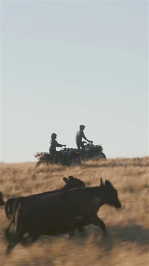 Saddle up and let the CFORCE 500 be your trusty ranch companion.🤠 Swing by Main Street Cycle today for more details on the CFMOTO CFORCE lineup! | Main Street Cycle