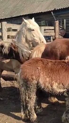 Stallion chose the mare 2023 #horse #horses #horsesofinstagram #london #equestrian #uk #photography #love #travel #equine #england #horseriding #nature #art #pony #instagood #beautiful #unitedkingdom #picoftheday #photooftheday #animal #summer #animals #riding #equestrianlife #showjumping #instagram #horselover #travelphotography #dressage | The Horses