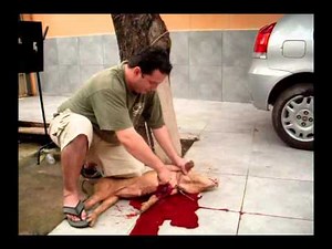 THE VIDEO : Killing a pig for food