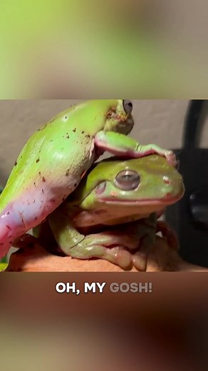 Introducing My Frog's Girlfriend: A Humorous Tale