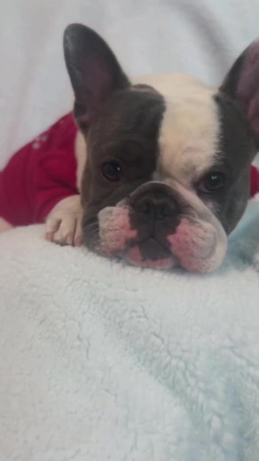 2.4K views · 242 reactions | #beautiful #taylorswiftsongs #reelsfbpage #reels2024 #reelsvideos #reelsoftheday #bulldogdivas #frenchie #frenchbulldog #warmandcozy #dogfashion #reels #reelsusa | Bulldog Divas | Facebook
