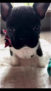 Milo! Edmond, OK 🎁🎄🎁🎄🎁🎄🎁🎄 #frenchbulldog #stockingstuffers #cutepuppy | Oklahoma French Bulldogs