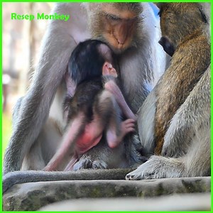 35K views · 1K reactions | Don't break baby milk, Baby monkey angry other monkey when disturt her mom | RESEP Monkey | Facebook