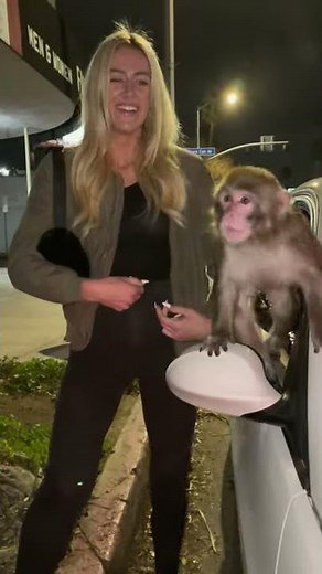 Pet Monkey Slaps Woman's Face - 1180281