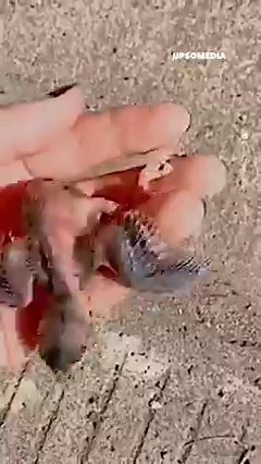 The little hatchling needed special care, but it managed to grow up and become a beautiful bird | The Kiwi