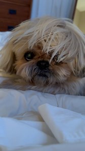 Babe wake up, Beyoncé’s new album dropped. #fridaymomentofzen | Dougie the Shih Tzu