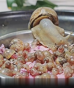 Saat orang lain menganggap siput sbagai hama namun pria ini malah memeliharanya dengan penuh perhatian | Funz Laugh