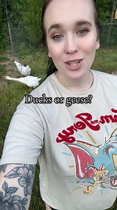 26K views · 902 reactions | Ducks versus geese. Both are similar, but have a few differences! I know some people prefer to only have ducks and some prefer to only have their geese! # #Duckling #Duck #Geese #Goose #Geese #Homestead #Homestead #Farm #Farming #FarmAnimals #ducks | The Hot Mess Homestead | Facebook