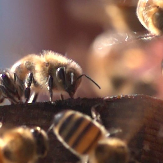 The hot weather makes thirsty work for London's busy bees... 🐝 | BBC London