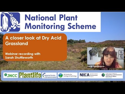 A closer look at Dry acid grassland