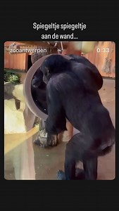 11 reactions | ZOO Antwerpen on Reels | Facebook