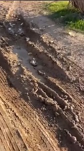 Rescue a pregnant hedgehog stuck in the mud! #animal #animaloftiktok #rescueanimals #animallover #hedgehog | Wow Animals Channel