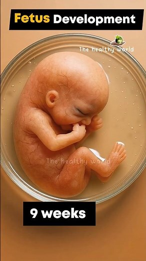 Fetus Development stages every week |Miracle ✨ in womb #pregnancy #baby #fetus #life #fetalmovement