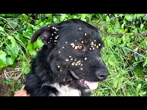 Rescue of abandoned dog with ticks, tied up with a rope