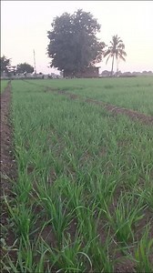 ખેતર માં માંરૂ સાપરૂ વાલા