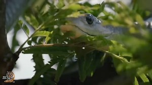 Supporting anti-poaching efforts is crucial to saving endangered species | Bolivia Gastronomica Sucre