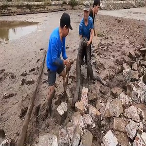 3.1K views · 27 reactions | Giant anaconda python | Maria Hadley | Facebook