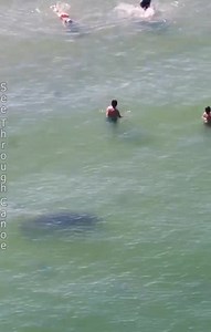 #manatee turns around to follow a guy #swimming at the #beach in #stpete #florida. The swimmer never noticed the Manatee. #nature #wildlife #Awesome #ocean #outdoors #tbt #explore #travel #tourist #manatees Visit St. Pete/Clearwater #stpetebeach #seethroughcanoe #dji #nope | See Through Canoe