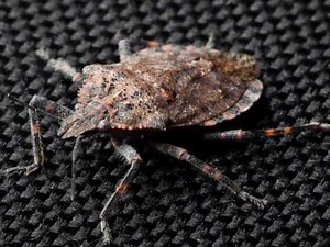 Pest Control Services – Action Pest Control