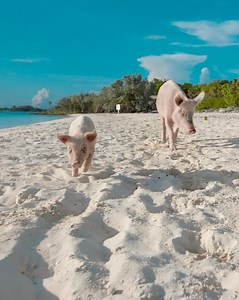 Schwimmen mit Schweinen auf Exuma | Bahamas