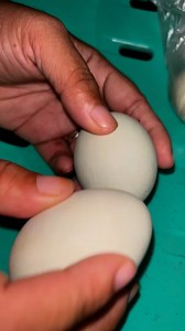 Eating balut #balutchallenge #followerseveryonehighlights | Siknit VLOG