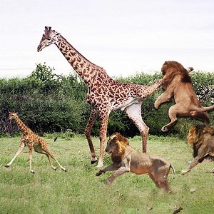 Buffalo vs Lion vs Giraffe - Big Battle of Snake, Leopard, Crocodile,Tiger vs the prey Visit website view more lions httpsanimalworlds.xyz13-mind-blowing-lion-facts | Royale Brother's