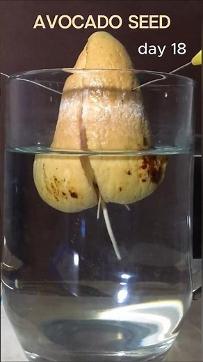 Avocado seed time lapse, 43 days of growth