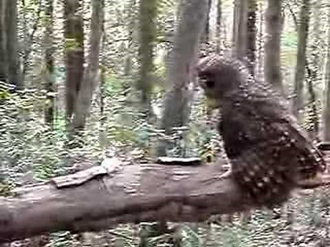 Northern Spotted Owl