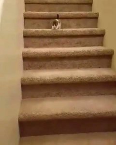 This is the cutest scorpion EVER! 😭😩 | Ridiculousness