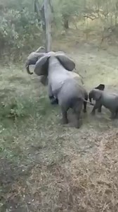 This video captures a wonderful moment of social structure in wildlife as the elephants form a circle to protect their young against a lion attack. #wildlifephotography #elephants #nature | Dhanraj Nathwani