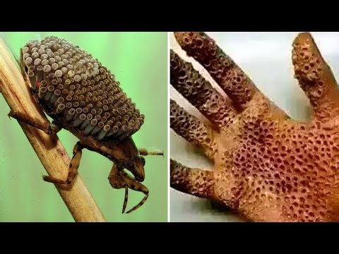 20 Most Dangerous Bugs You Should Never Touch..