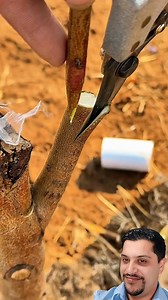Técnica infalível para fazer enxerto de frutiferas #hortanalage #hortaemcasa #hortaemvasos #fruitlover #fruitchallenge #hortaorganica #fruta #frutas | Giseli De Oliveira