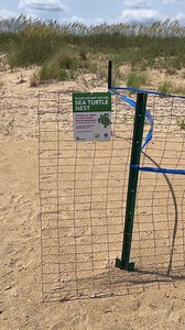 6.2K views · 80 reactions | Va Beach Sea Turtle Nest! #nature #beach #adventure #ocean #seaturtle | Gigmaster | Facebook