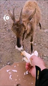 16K views · 957 reactions | دەڤـەری بـارزان | Kurdistan TV | Facebook