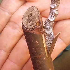 Ficus racemosa has roots that can survive in moist media such as in tropical climates. Grafting like this is the solution for fig lovers #figsfruit #figslovers #figsforfun #figstree | Ichsan Agro Family