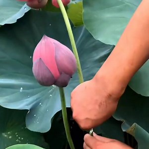 2.3K views · 176 reactions | Beautiful Red lotus flowers 覆覆 | Flowers | Facebook