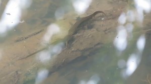 2.7K views · 46 reactions | Newt spotting for #30DaysWild These are palmate newts. During the breeding season, males grow distinctive black webbing on their hind feet and a thin filament at the end of their tail, both of which you can see clearly here.  Zoe Burfitt BBC Springwatch | Berks, Bucks and Oxon Wildlife Trust - BBOWT | Facebook