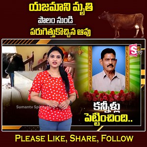1K views · 14 reactions | యజమాని.. పొలం నుంచి పరుగెత్తుకొచ్చిన ఆవు | #SumantvSpiritual | Sumantv Spiritual | Facebook