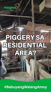 Nakatira sa residential area nireklamo noon dahil sa dalawang alagang baboy? Pakinggan natin ang feedback ng isang feedpro user magmula ng sila ay nakagamit ng Feedpro Natural Hog Feeds. #Feedpro #BabuyangWalangAmoy #NaturalHogFeed #lamangnatural #agribusiness | Feedpro Natural Feed